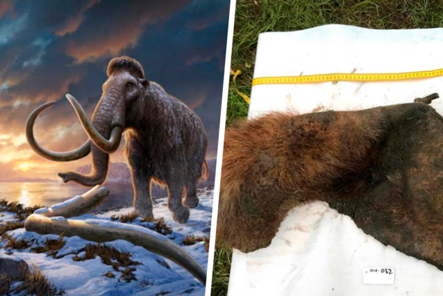 Uncommon Discovery: Mammoth DNA Reveals Revolutionary Findings After 52,000 Years