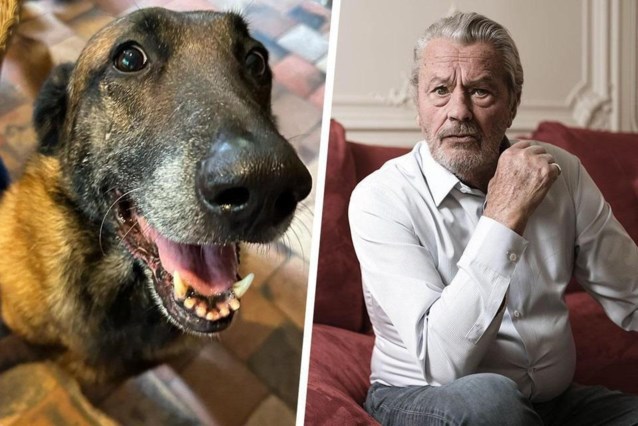 Animal rights activists satisfied: Alain Delon’s dog will be allowed to live and will not be buried with the deceased French actor