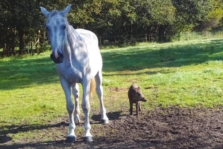 Fotograaf legt opmerkelijke vriendschap vast tussen everzwijn en twee paarden: “Duidelijk dat ze samenleven”