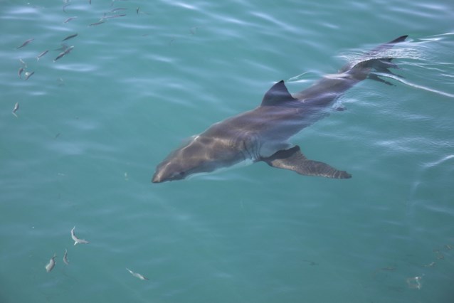 German tourists off West African coast killed by shark