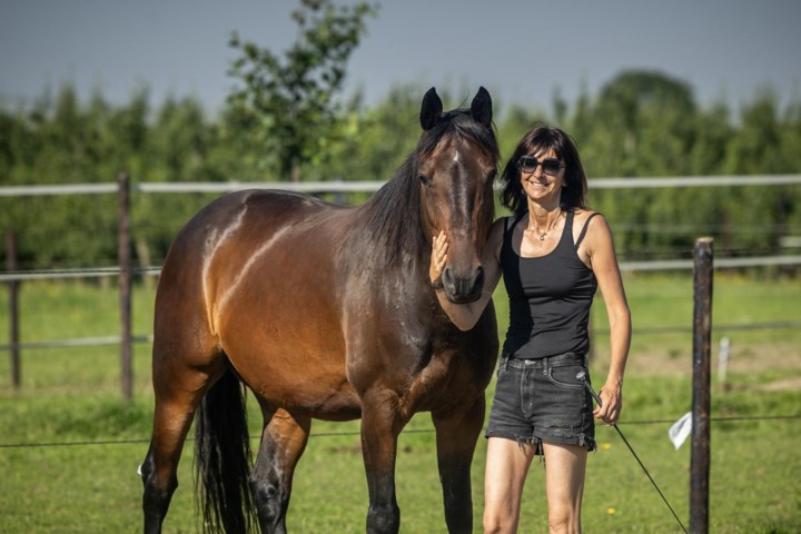 Ilse Melotte brengt boek ‘Paarden weten beter’ uit