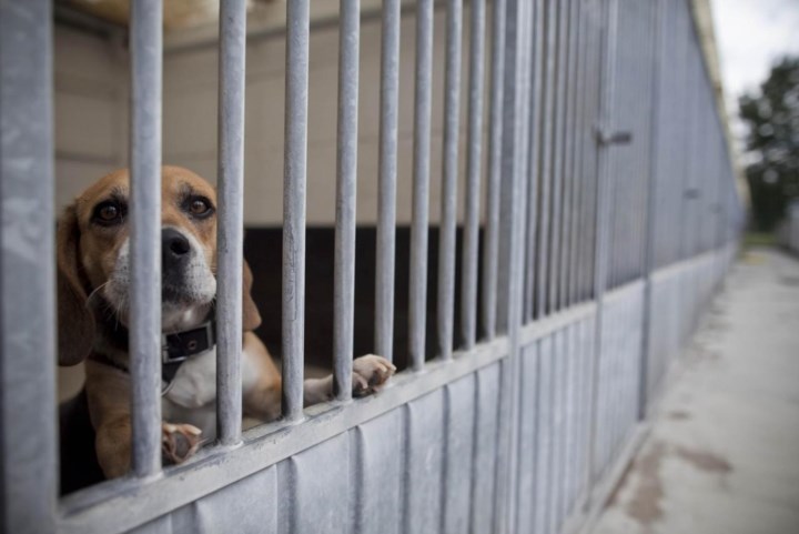 Van hond die koffie drinkt, tot huis met 38 konijnen en ‘verloren’ schaap: Leuvense rechtbank houdt themazitting rond dierenwelzijn