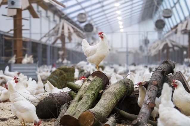 Eggs from “the most environmentally conscious chicken farm in the world” are now also for sale in Belgium