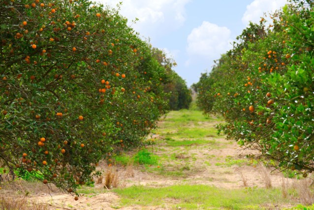 Passage of Hurricane Milton makes orange juice more expensive worldwide