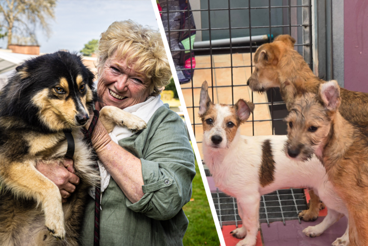 Truiense Fabienne vreest voor haar 200 katten en 500 honden in Spaans dierenasiel