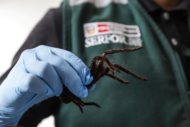 Man arrested at airport with 300 tarantulas tied to his body: betrayed by “striking bumps”