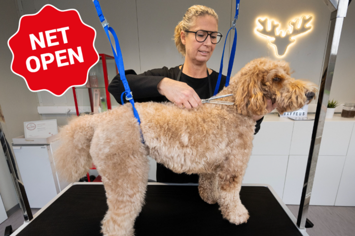 Doodle Kwaffeus richt zich op populaire viervoeters: “Mensen weten niet altijd wat  verzorging van labradoodle precies inhoudt”