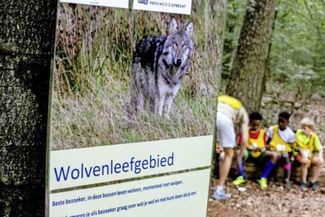 “Student attacked by group of wolves in the Netherlands”