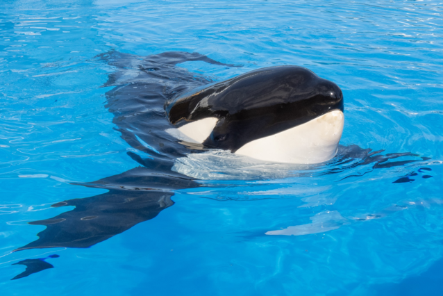 Orca Keto, who killed his own trainer in 2009, died in a dolphinarium on Tenerife