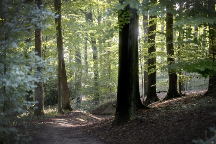 Man (63) die foto’s van naakte mannen met erectie op wandelpaden legt, riskeert celstraf: “Ik ben als klein geschapen man vernederd geweest”