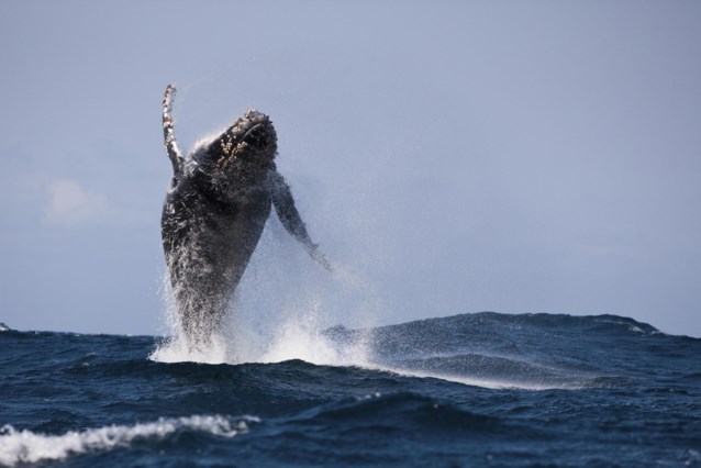 Humpback whale entertains tourists with a jumping spectacle, but then photographer sees why he is going so wild