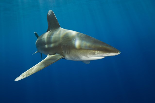 Tourist bitten to death by shark in Red Sea, and that almost never happens