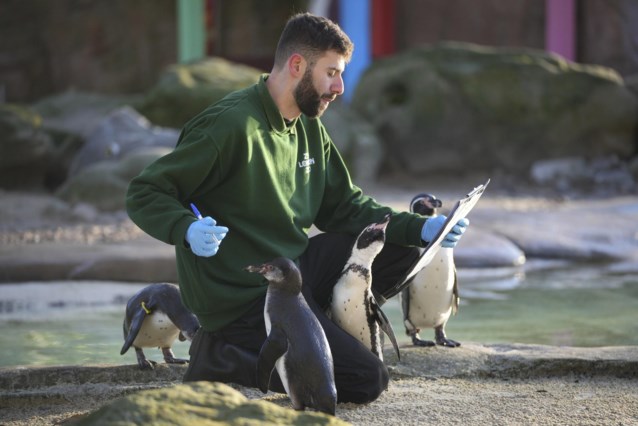 Not only the sheep are counted: London zoo has started an annual inventory