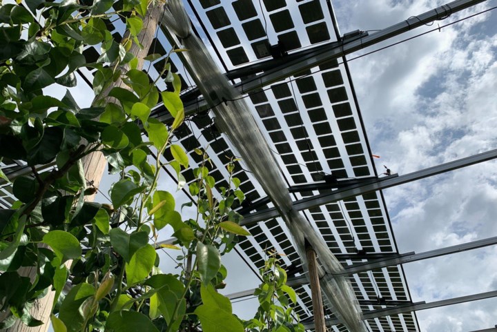 Zonnepanelen gaan stroom opwekken boven Truiense perenbomen