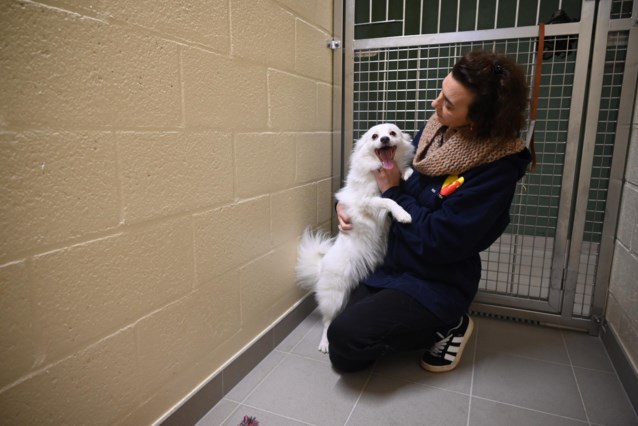 Dierenasiel Veeweyde kan groeiende vraag tot opvang niet aan: "Mensen willen huisdier kwijt omwille van vuile poten en haren in het huis"