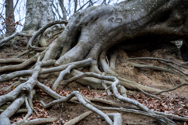 Plants do not warn each other, but listen to their neighbors via underground network