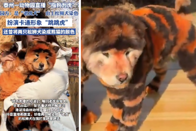 After a fuss around barking pandas, other Chinese zoo turns two dogs into tigers