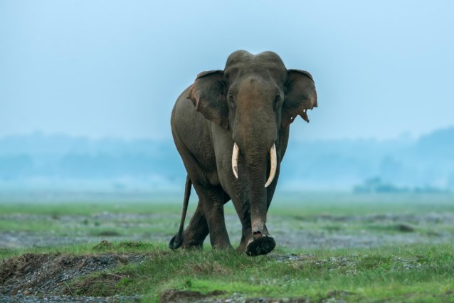 Elephant kills German tourist in India