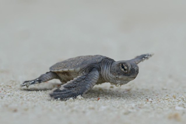 Scientists Discover Where Young Sea Turtles Spend Their “Lost Years