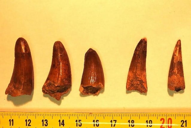 French customs discovers dinosaurs teeth in truck