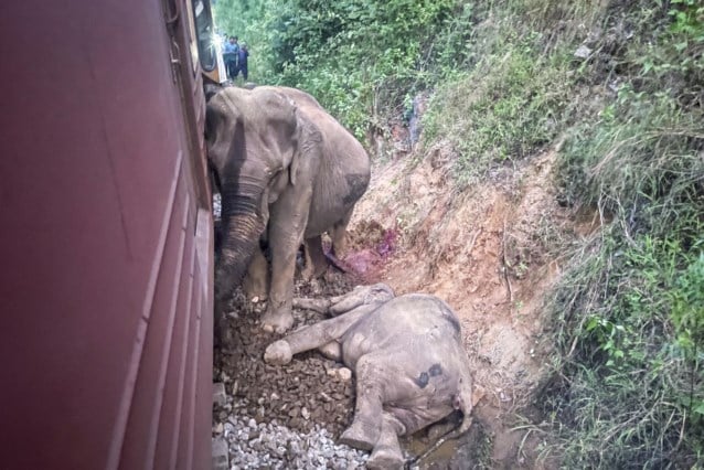 Train collides with elephant herd in Sri Lanka: Six animals die, two are injured