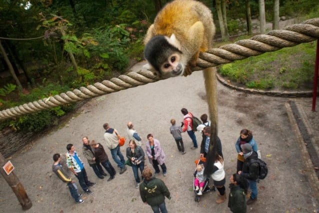 Three Berberapen caught after escape from the Dutch Zoo: “With anesthesia shot from tree shot and taken care of in Laeken”