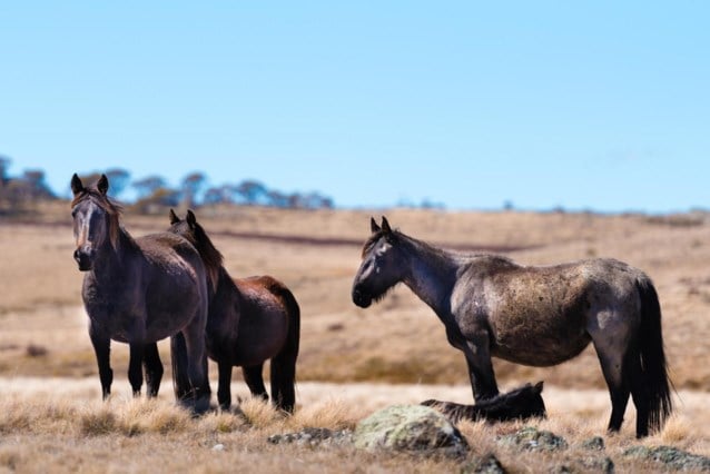 Thousands of wild horses shot in Australian National Park for Environmental Protection