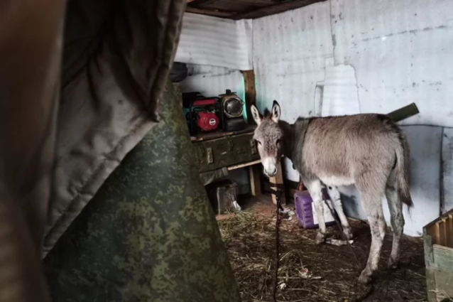 Russian army uses donkeys at the front to transport ammunition and goods: “All means are good to save lives”