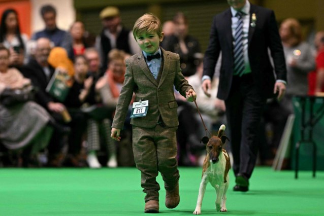 Freddie (6) steals the show at international dog show with ‘best friend’ Penny