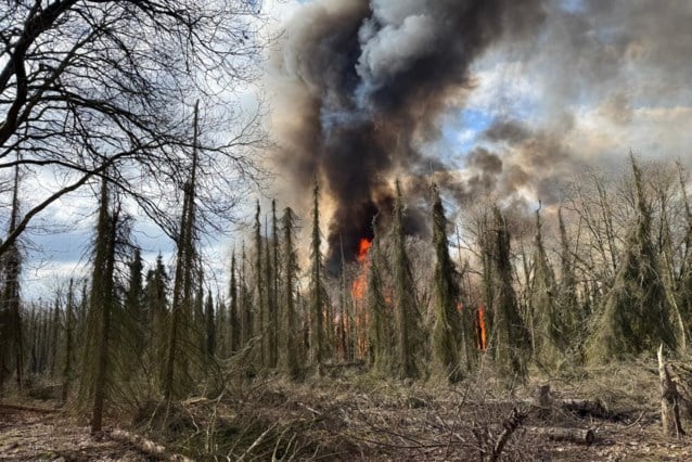 Zware bosbrand in Clinge: vuur geblust, maar brandweer probeert te voorkomen dat vlammen weer oplaai