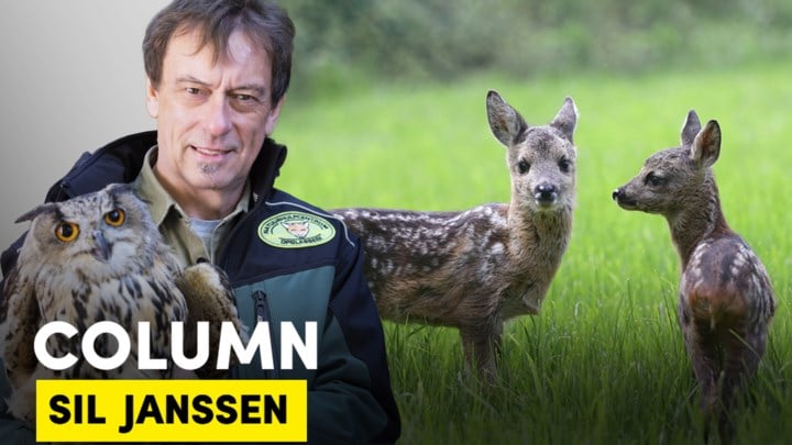 COLUMN. Waarom je een jonge ree niet zomaar mag aanraken: “Moeders laten hun jongen nooit in de steek”