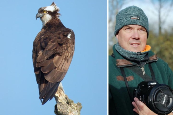 Koenraad (55) spot uitzonderlijke roofvogel in de Bourgoyen: “Vroeger moest je daarvoor naar Schotland reizen”