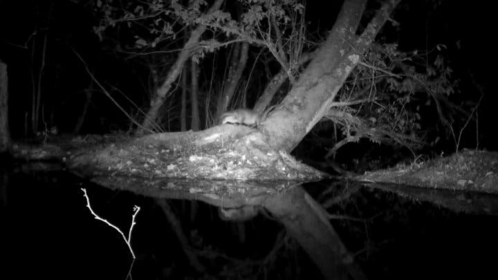 Schattig: otter duikt op in natuurgebied in Willebroek