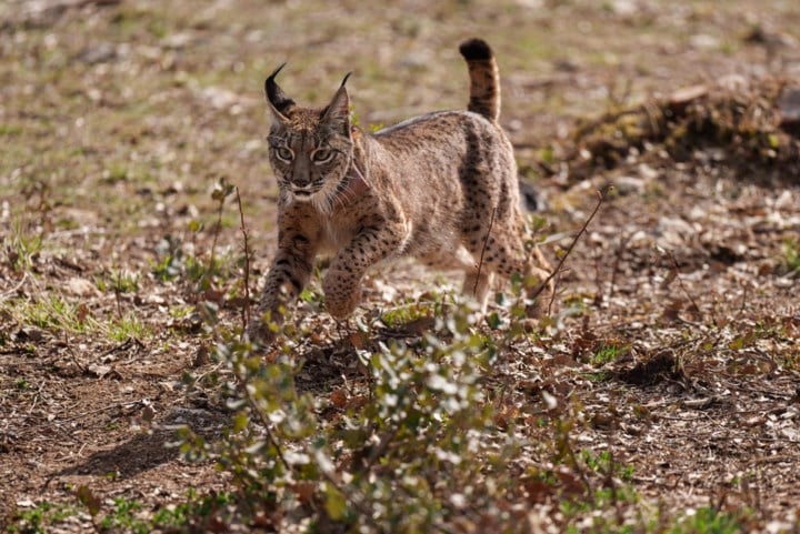 Lynx ontsnapt uit dierentuin Eindhoven: “Niet benaderen, bel de politie”
