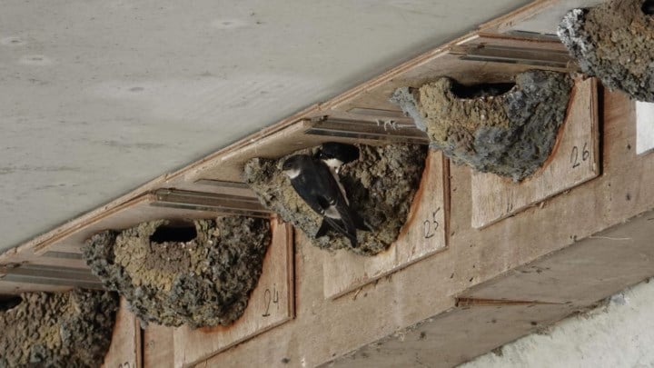 Natuurpunt Kempen zet de huiszwaluw in de kijker als soort van het jaar: “Op zoek naar behendige luchtacrobaat”