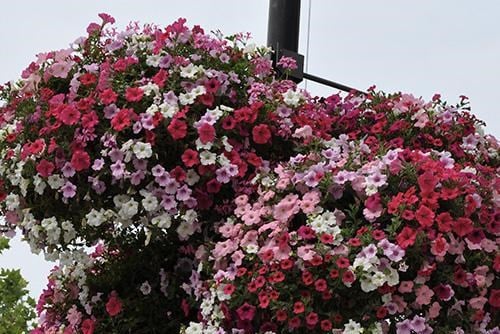 Minder bloemenmanden in straatbeeld: “We willen duurzamer te werk gaan”