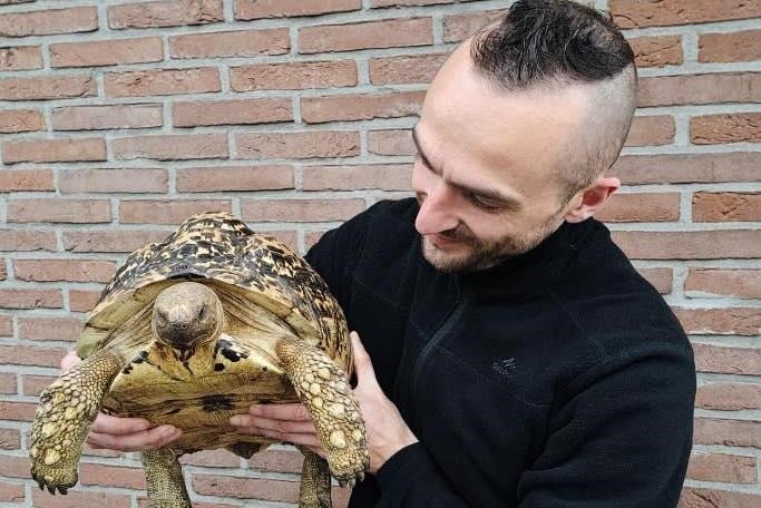 Schildpad Octaaf teruggevonden na zoektocht van vier dagen: “Hij had precies liggen zonnen”