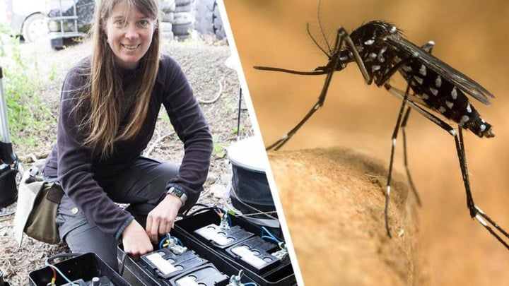 Rentokil bindt oorlog aan met tijgermug in Wijnegem, Wilrijk en Puurs-Sint-Amands: “We bestrijden de larven met biologische producten”