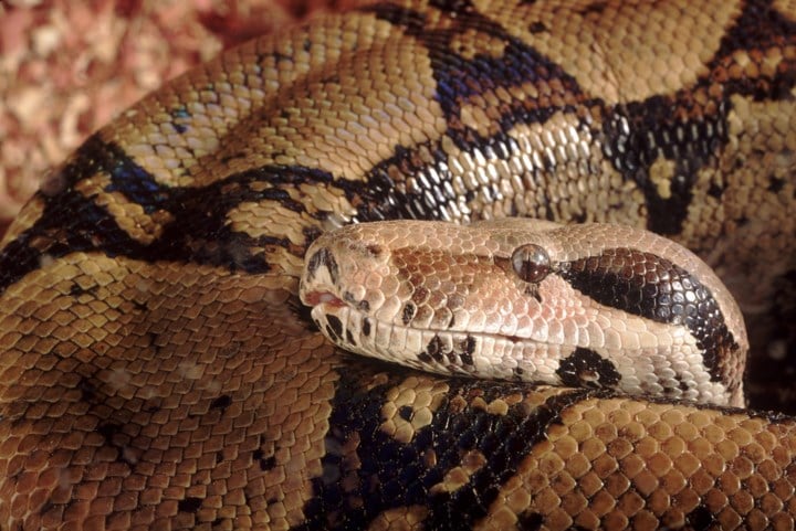 Controleurs betrappen reiziger met boa constrictor op tram in Den Haag