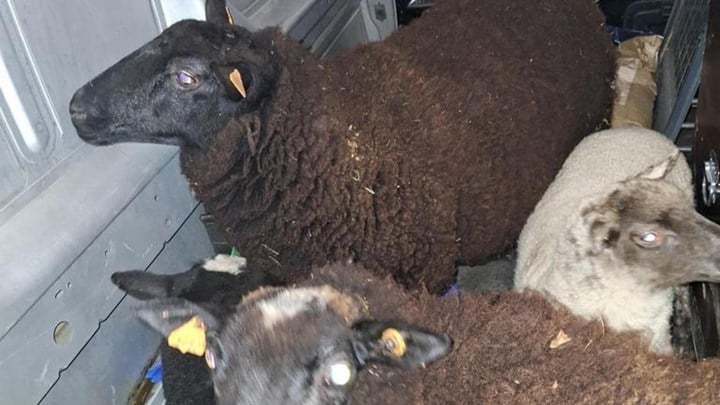 Treinverkeer in Hasselt even stilgelegd voor loslopende schapen
