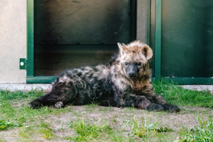 Hyena op weg naar Filipijnen maakt noodstop in Natuurhulpcentrum: “Ze lijkt wel wat gestresseerd”