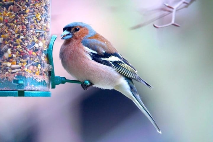 Illegale vogelvanger riskeert 6.000 euro boete na uit de hand gelopen controle: “Hij wou zijn wapen niet neerleggen”