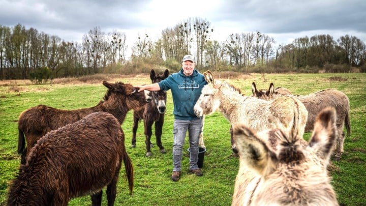 In Lanakens natuurgebied laat Natuurpunt geen schapen maar ezels grazen