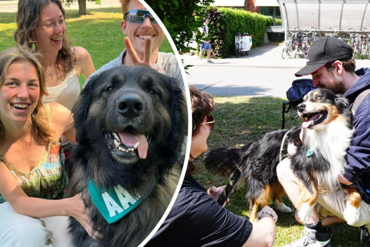 “Ik kon even alles loslaten”: knuffelhonden komen langs om examenstress te bestrijden bij studenten