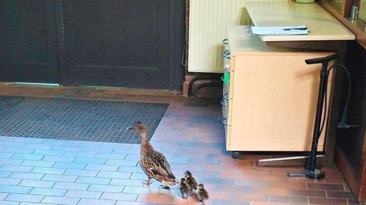Eendenfamilie neemt binnenweg door politiegebouw