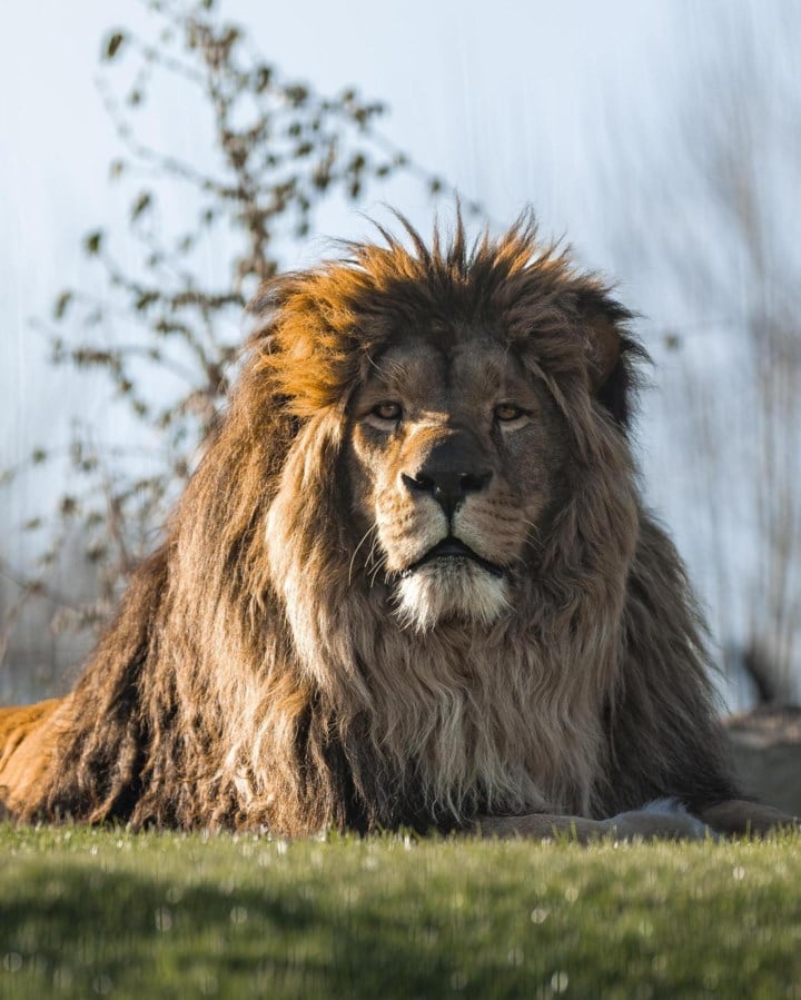Twee maanden na zijn verhuis naar Engeland gaat het opvallend goed met leeuw Rori