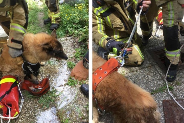 Brandweer redt hond die in septische tank was gevallen