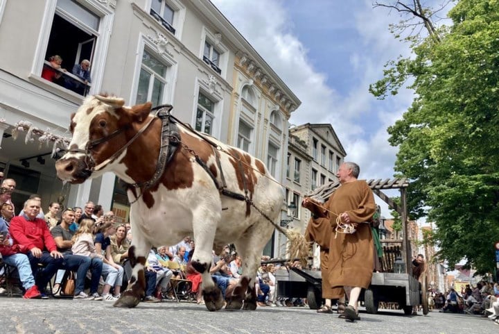 Heilig Bloedprocessie verliest sterkste deelnemer: Os Medard is niet meer