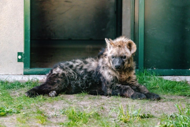 Jonge hyena op weg naar Filipijnen maakt noodstop in Natuurhulpcentrum: “Ze lijkt wel wat gestresseerd”