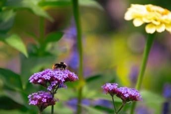 Gemeente verdeelt gratis bloemenzaad